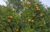کد ملک102, زمین مسکونی